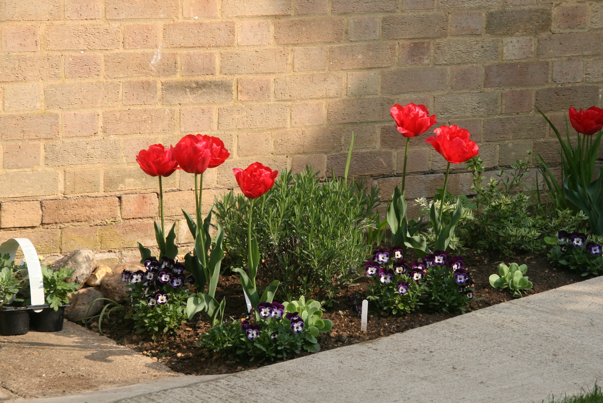Garden 3